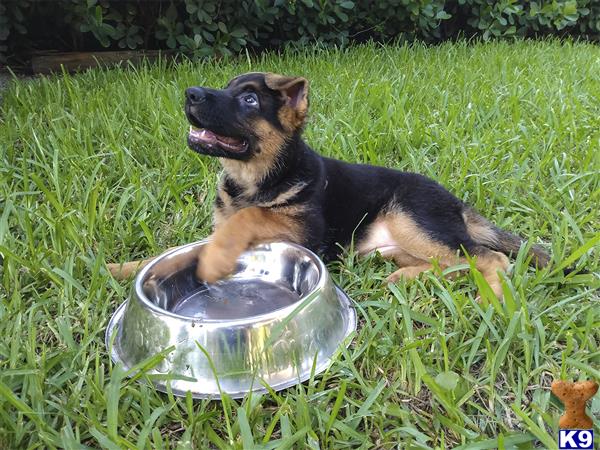 flGermanShepherd Picture 1